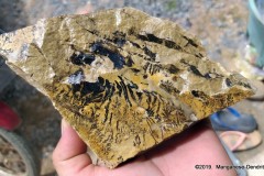 manganese-dentrite-731