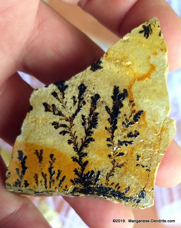 Manganese Dendrite - Picture Rock