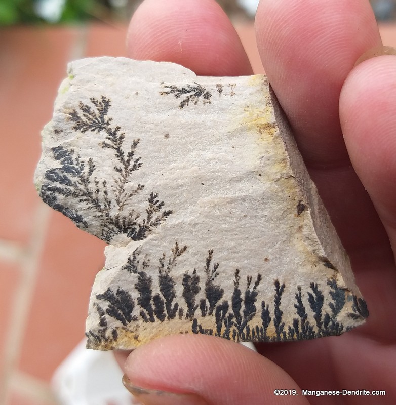 Manganese Dendrite - Picture Rock